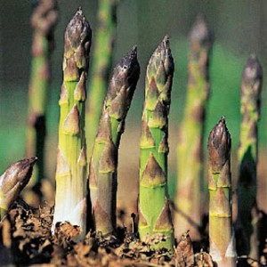 asparagus shoots