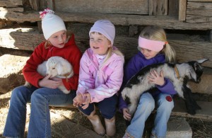 Cover photo for Celebrity Dairy Open Barn This Weekend!