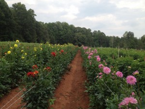 field of flowers