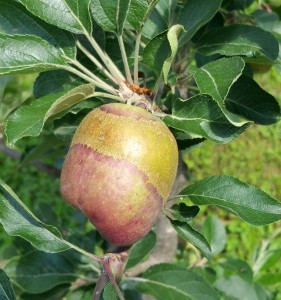 Cover photo for Frost Ring on Apples