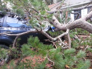 Cover photo for Taking Care of Storm Damaged Trees