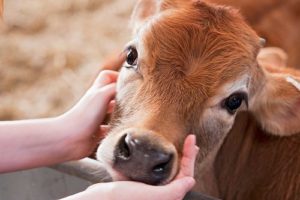 Cover photo for Does Your Family Love Cows?