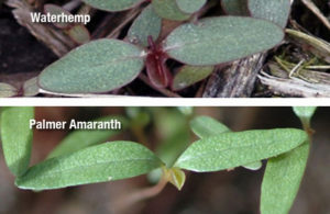 palmer amaranth and waterhemp