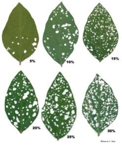 soybean damage chart