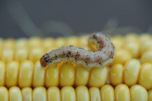 corn ear worm