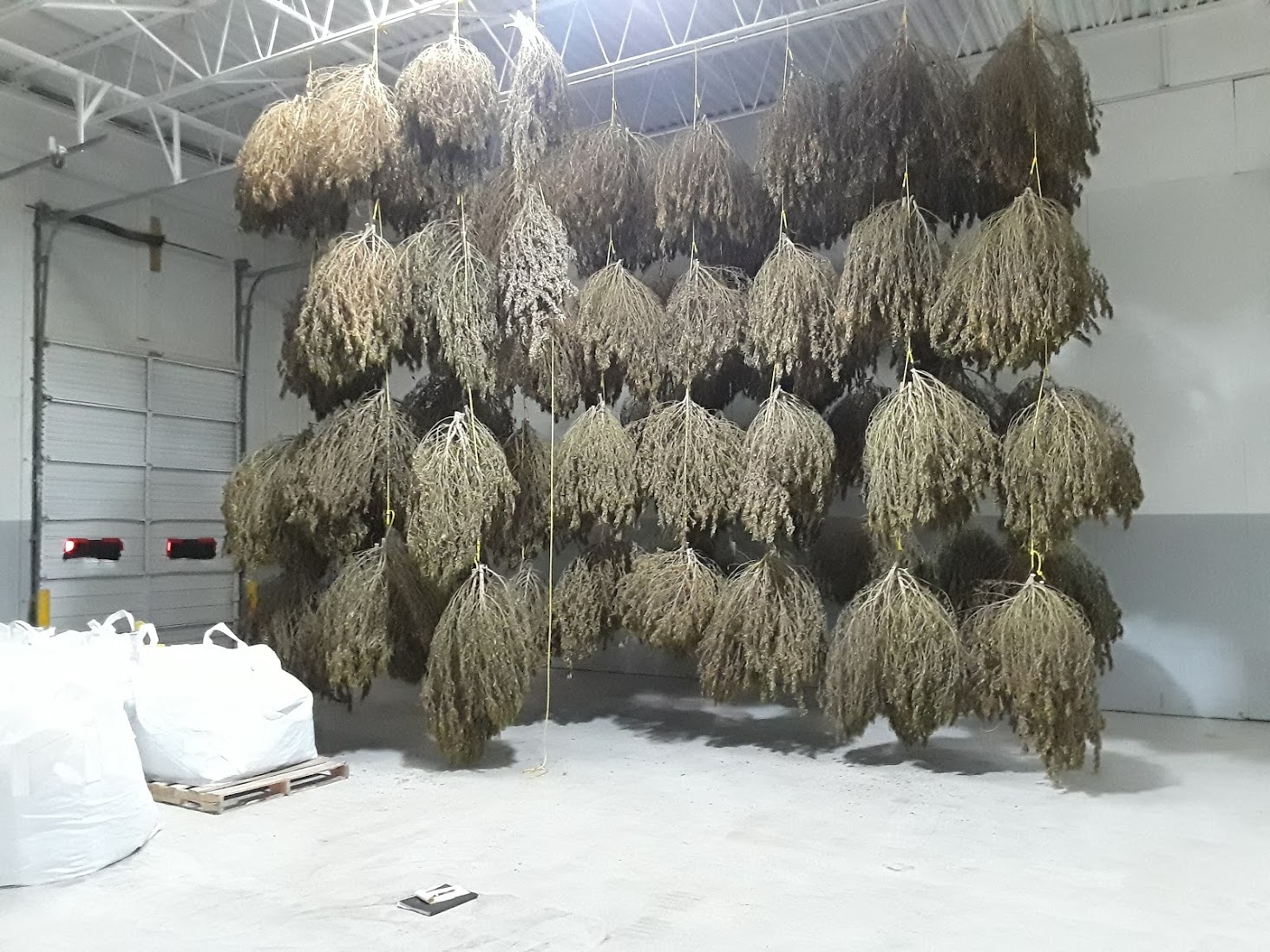 How To Harvest And Dry Hemp For Cbd Production North Carolina