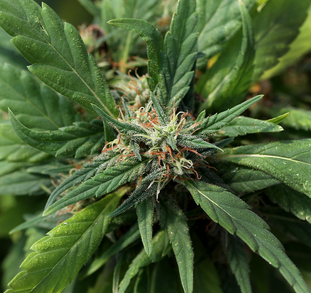 Female Hemp Plant