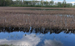 Flooded soybean field in North Carolina after Hurricane Florence_Photo from SE Farm Press