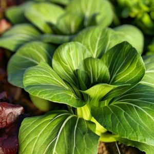 bok choy