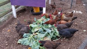 Chickens eating greens