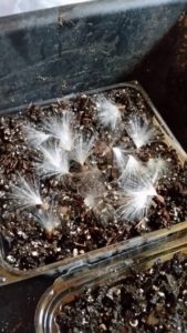 seeds in a container