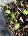 sprouting plants