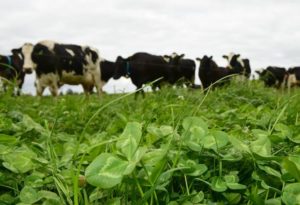 Cover photo for Use Clover to Provide Nitrogen Fertilizer for Grass