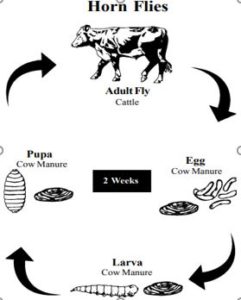 Fly Control Methods to Boost Your Cattle's Performance — KRose Company