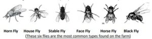 Different kinds of flies