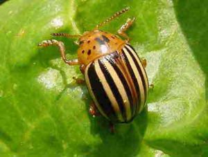 Cover photo for Warding Off Pests by Way of Nematode Odors