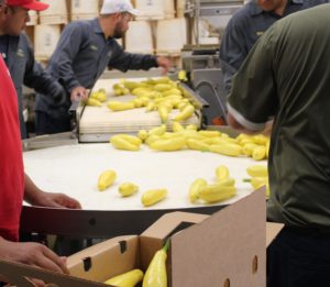 Cover photo for NC Produce Safety Professionals Conference