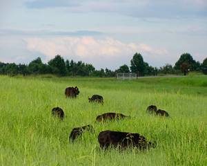 Cover photo for Advantages of Growing Summer Native Grass Pastures