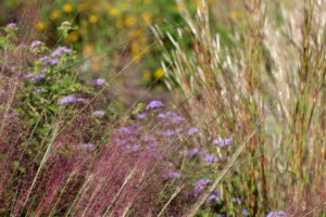 Late September: I love this time of year when the native grasses bloom: muhly grass, splitbeard bluestem, wild ageratum, and green-headed coneflower.