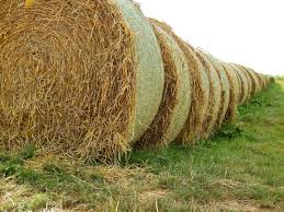 Cover photo for No Rain in Fall Causes Hay Shortage in Spring