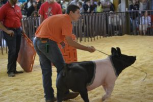 Cover photo for Albemarle Spring Fever Jackpot Show (CANCELED)