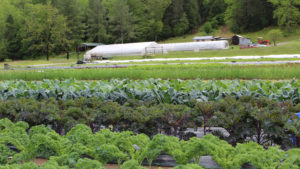 Picture of a small farm where different types of kale and greens are growing in early spring