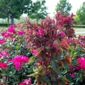 Red shoot color of rose infected with rose rosette disease