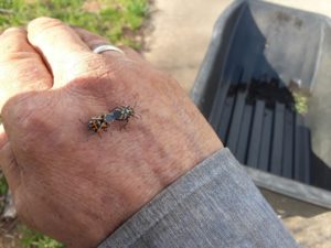Harlequin bugs come out in early March to damage cole crops. 