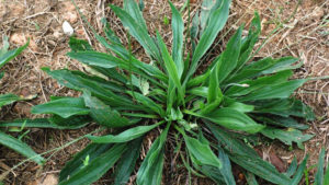 Cover photo for Controlling the Weed, Buckhorn Plantain, in Hay Fields and Pastures