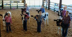 Kids showing livestock