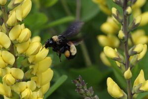 Cover photo for Enjoy an April Virtual Tour of the Pollinator Paradise Garden!