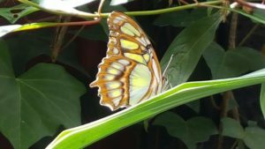 Cover photo for Destination: Lankester Gardens - Costa Rica