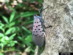 Cover photo for Lanternflies Have Arrived in NC!   Not Good News!!