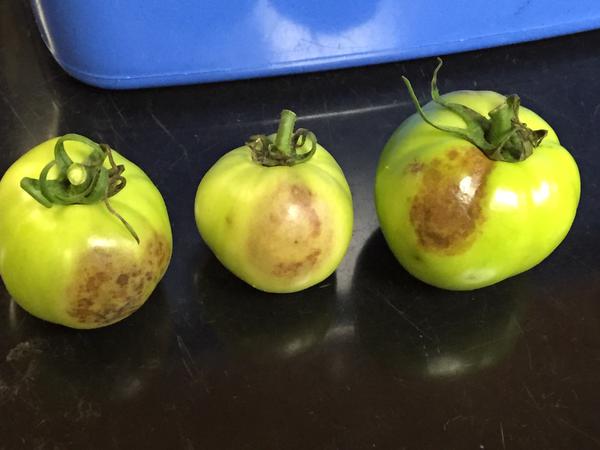 Late blight on green tomatoes.