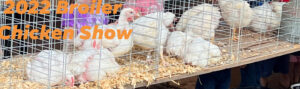 Cover photo for 2023 Broiler Chicken Project