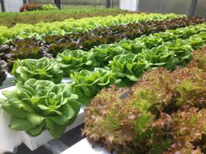 Lettuce growing in NFT system.