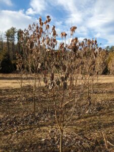 Cover photo for Pest Alert: Phomopsis Dieback in Florida Dogwoods