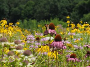 Cover photo for Fall 2025 Native Plant Sale